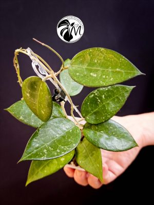 hoya parasitica black edge (copy)
