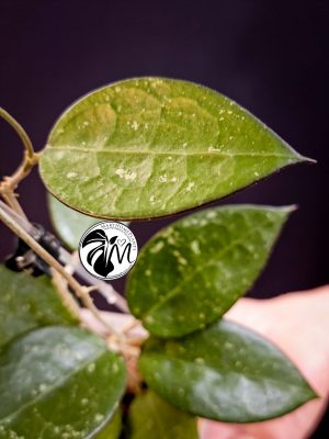 hoya parasitica black edge (copy)