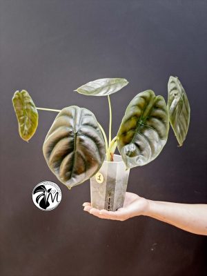 alocasia cuprea (copy)