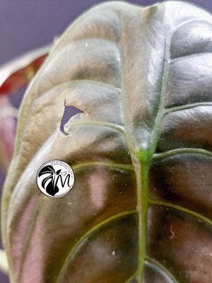 alocasia cuprea (copy)