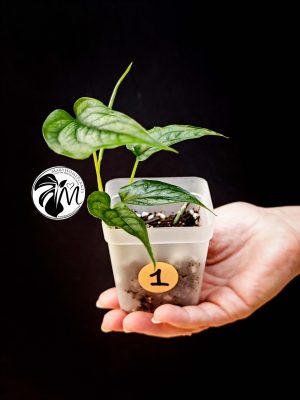 monstera siltepecana (copy)