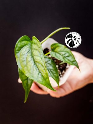 monstera siltepecana (copy)