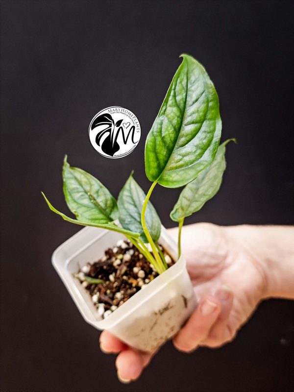 monstera siltepecana (copy)