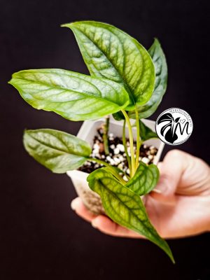 monstera siltepecana