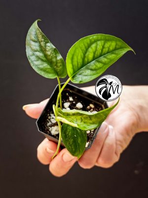 monstera siltepecana (copy)