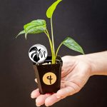 monstera siltepecana (copy)