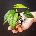 monstera siltepecana (copy)