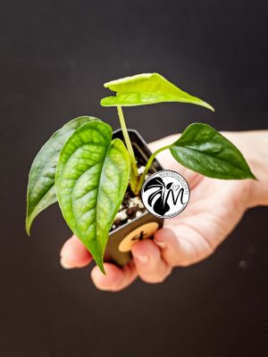 monstera siltepecana (copy)