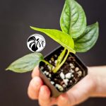monstera siltepecana (copy)