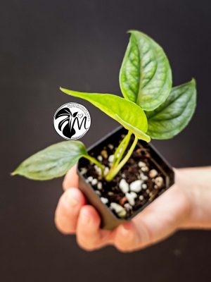 monstera siltepecana (copy)