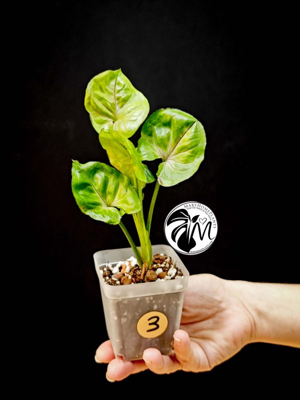 syngonium green splash (copy)