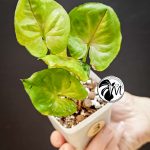 syngonium green splash (copy)
