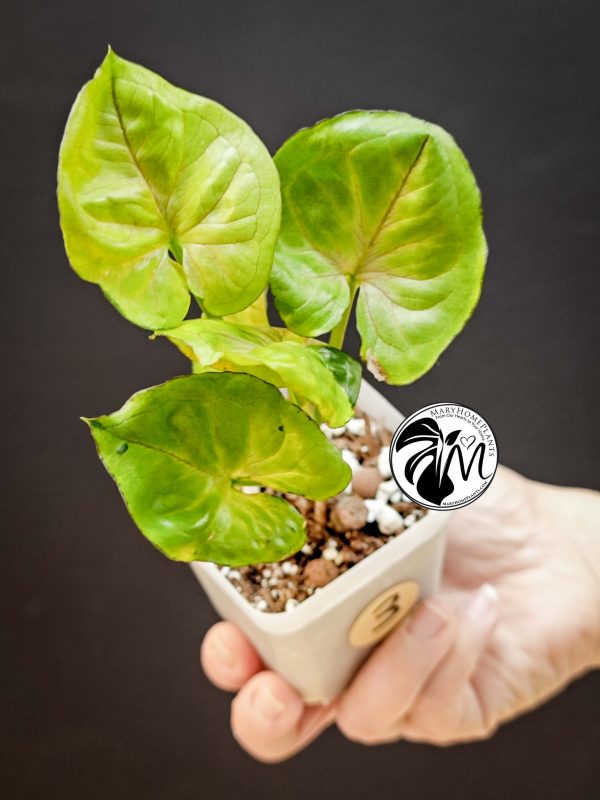 syngonium green splash (copy)