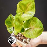 syngonium green splash (copy)