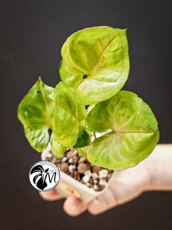 syngonium green splash (copy)