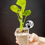 syngonium green splash (copy)
