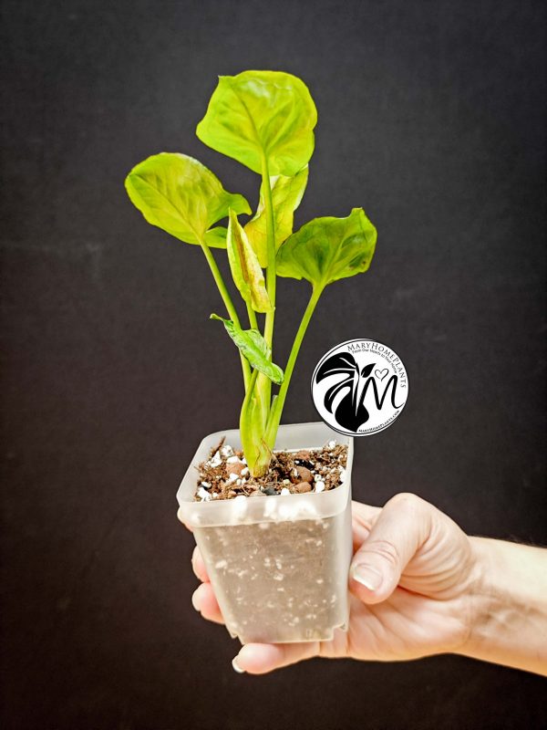 syngonium green splash (copy)