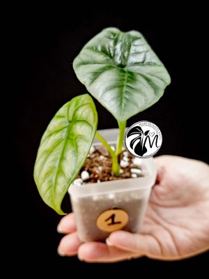 alocasia sinuata