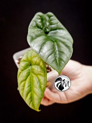 alocasia sinuata