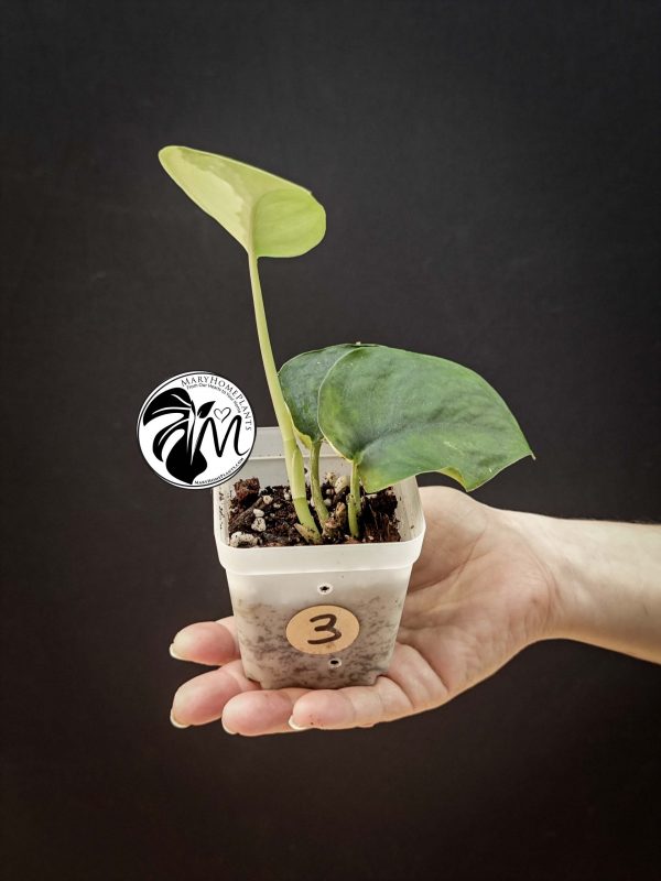 alocasia sinuata (copy)