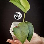 alocasia sinuata (copy)