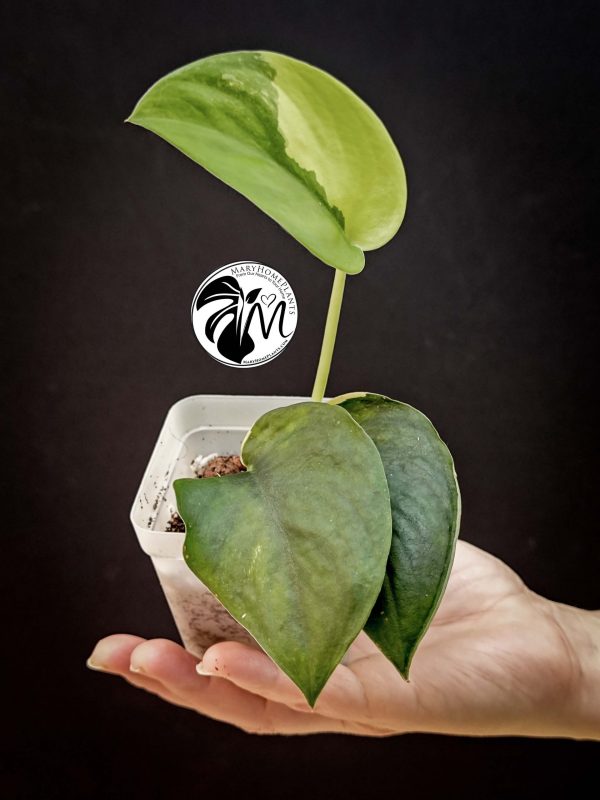 alocasia sinuata (copy)