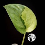 alocasia sinuata (copy)