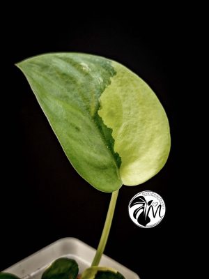 alocasia sinuata (copy)