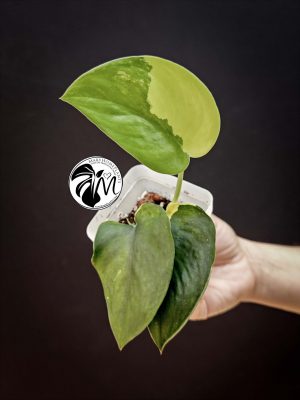 alocasia sinuata (copy)