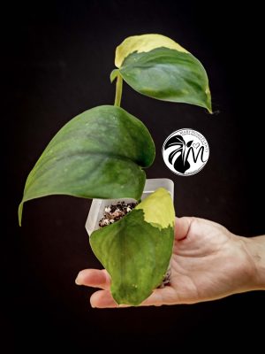 scindapsus jade satin aurea variegated