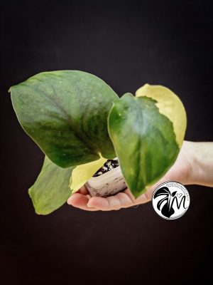 scindapsus jade satin aurea variegated (copy)