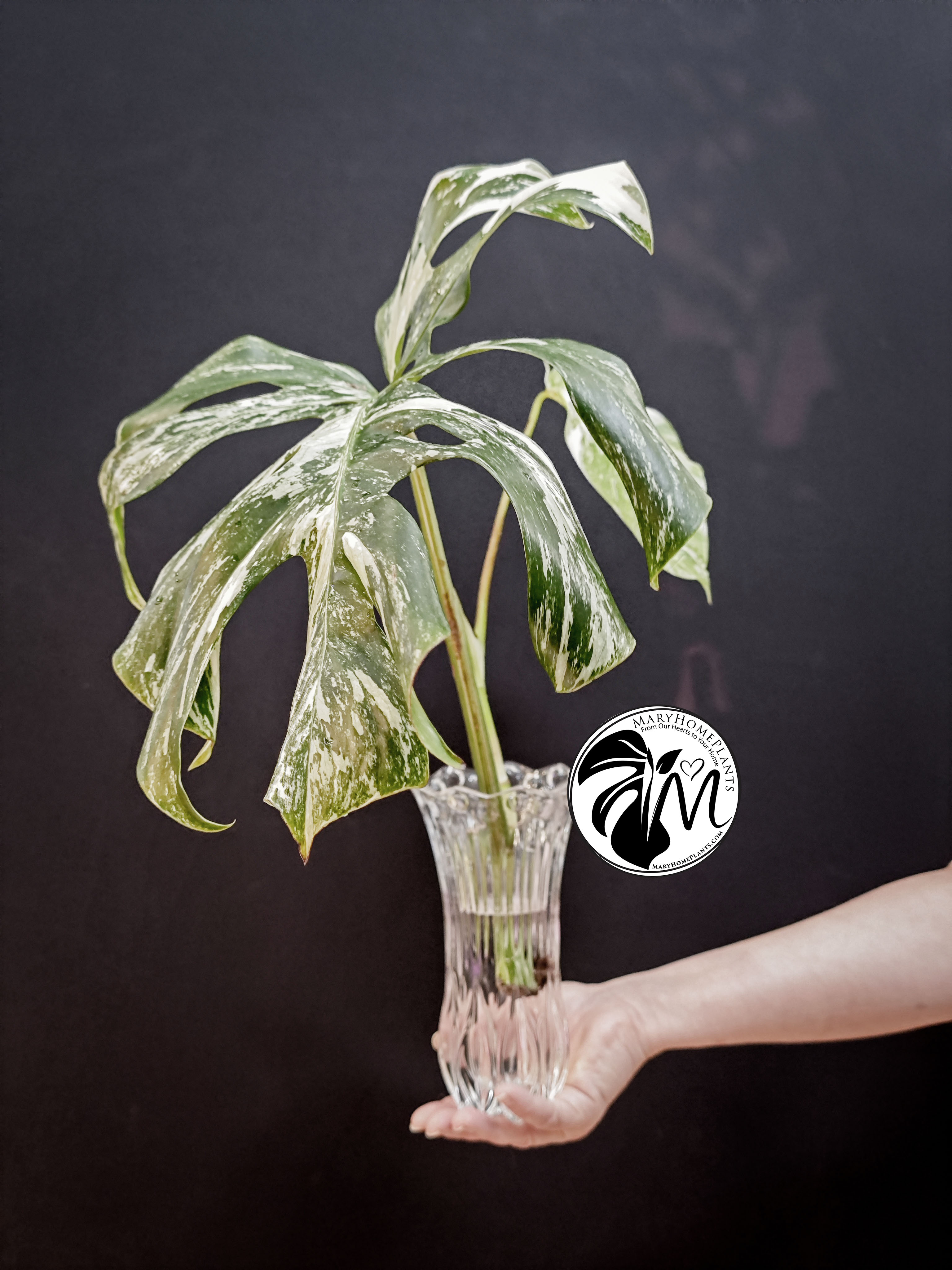 ficus shivereana moonshine variegated (copy)