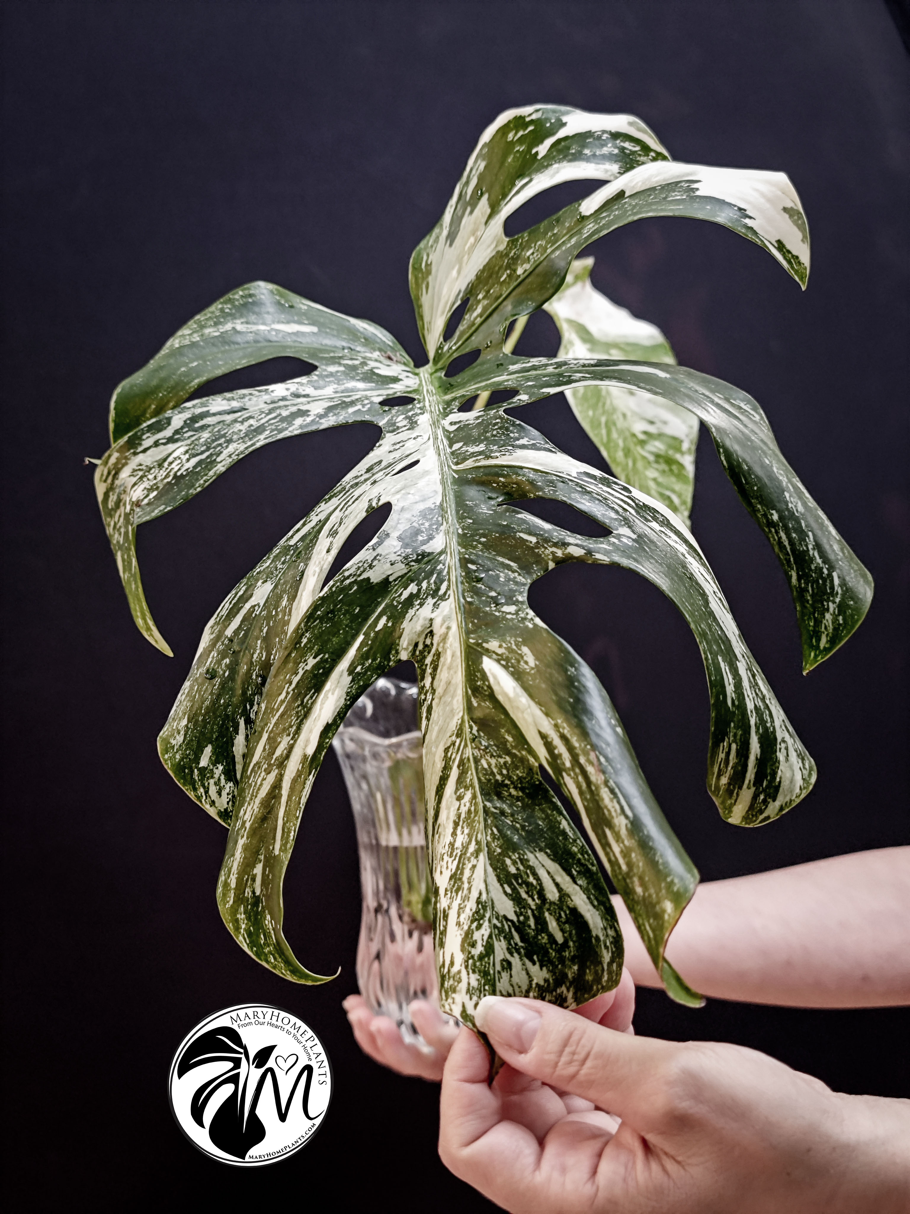 ficus shivereana moonshine variegated (copy)