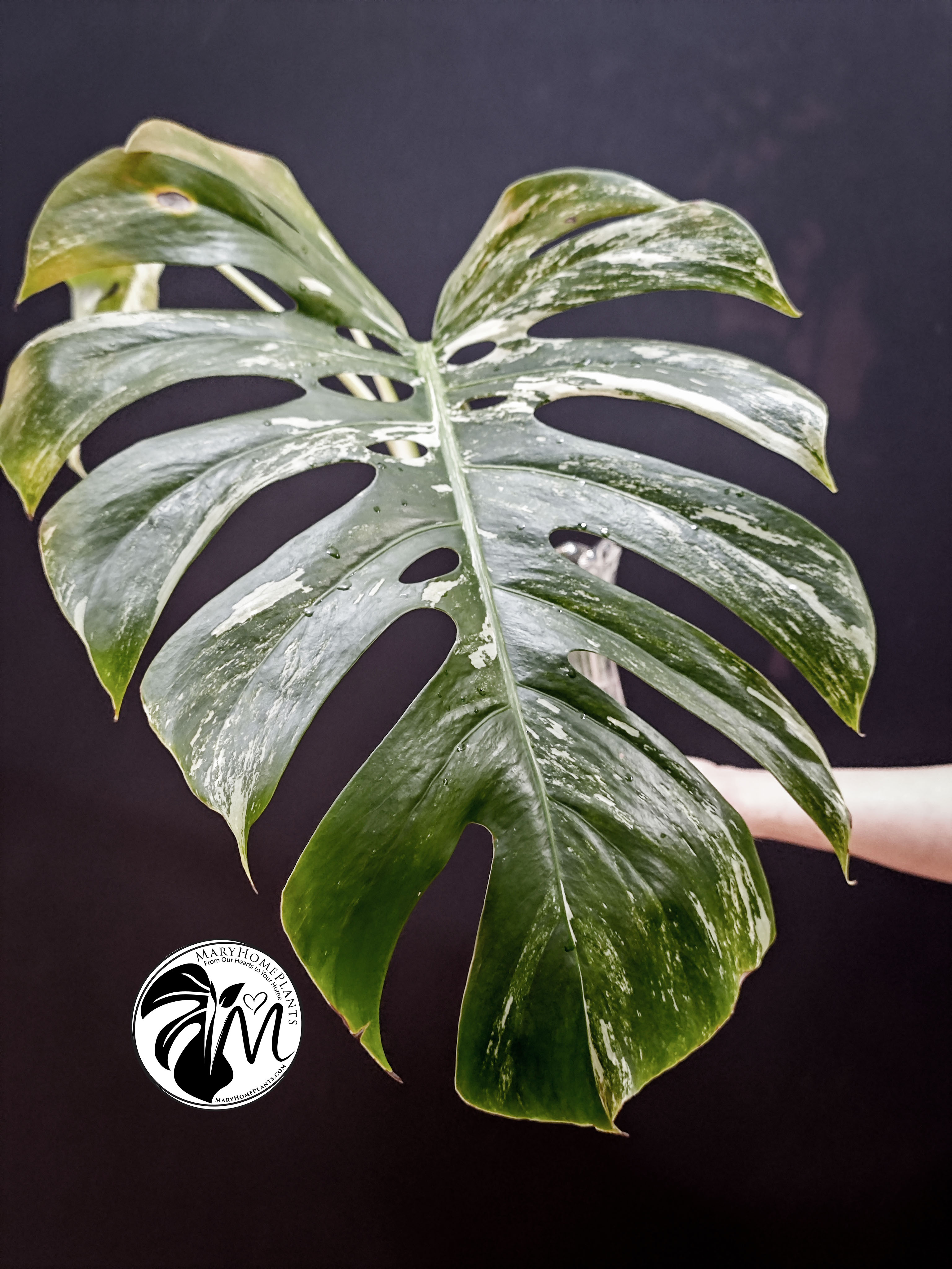 monstera variegated albo cheese (copy)