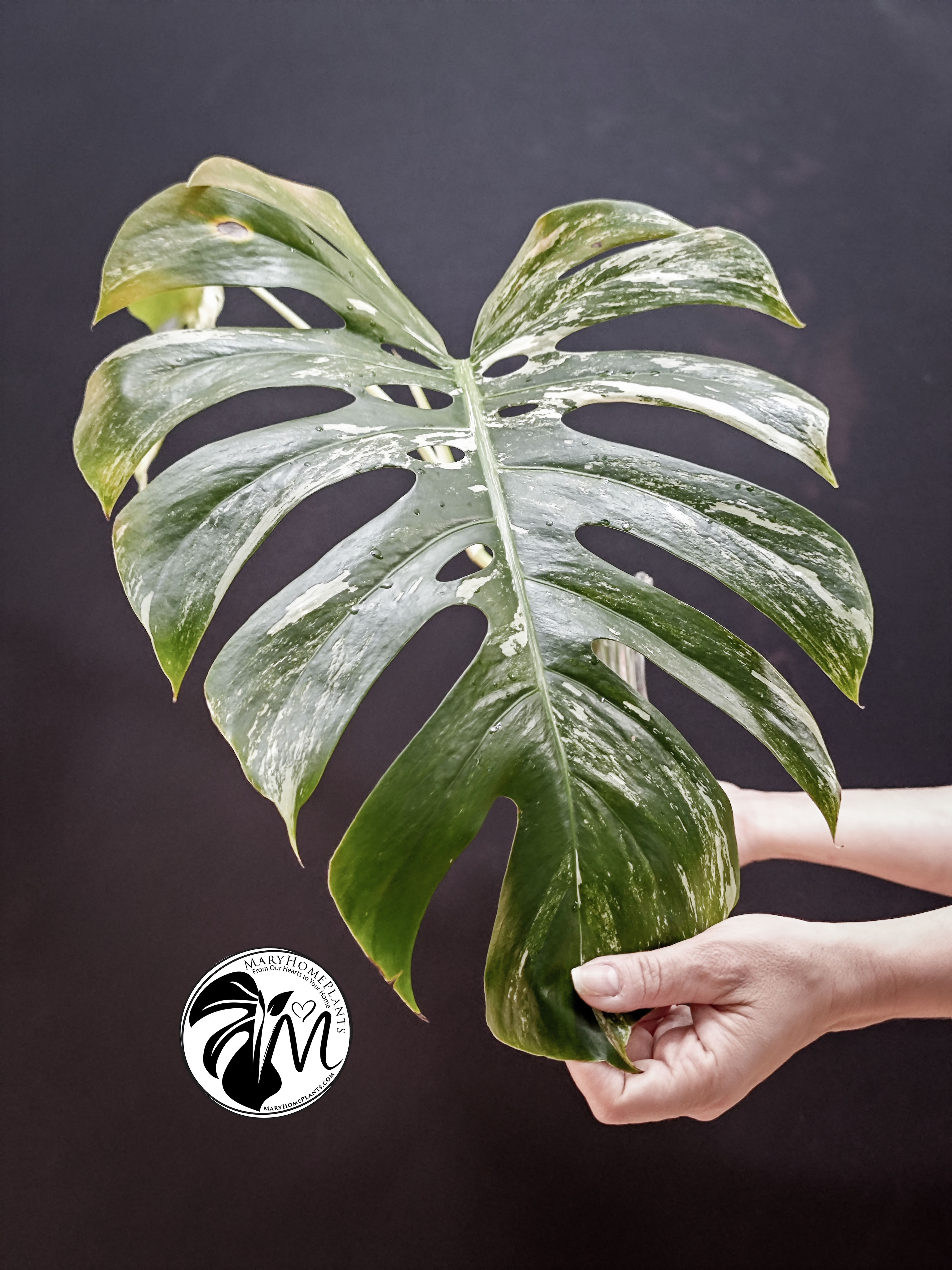 monstera variegated albo cheese (copy)