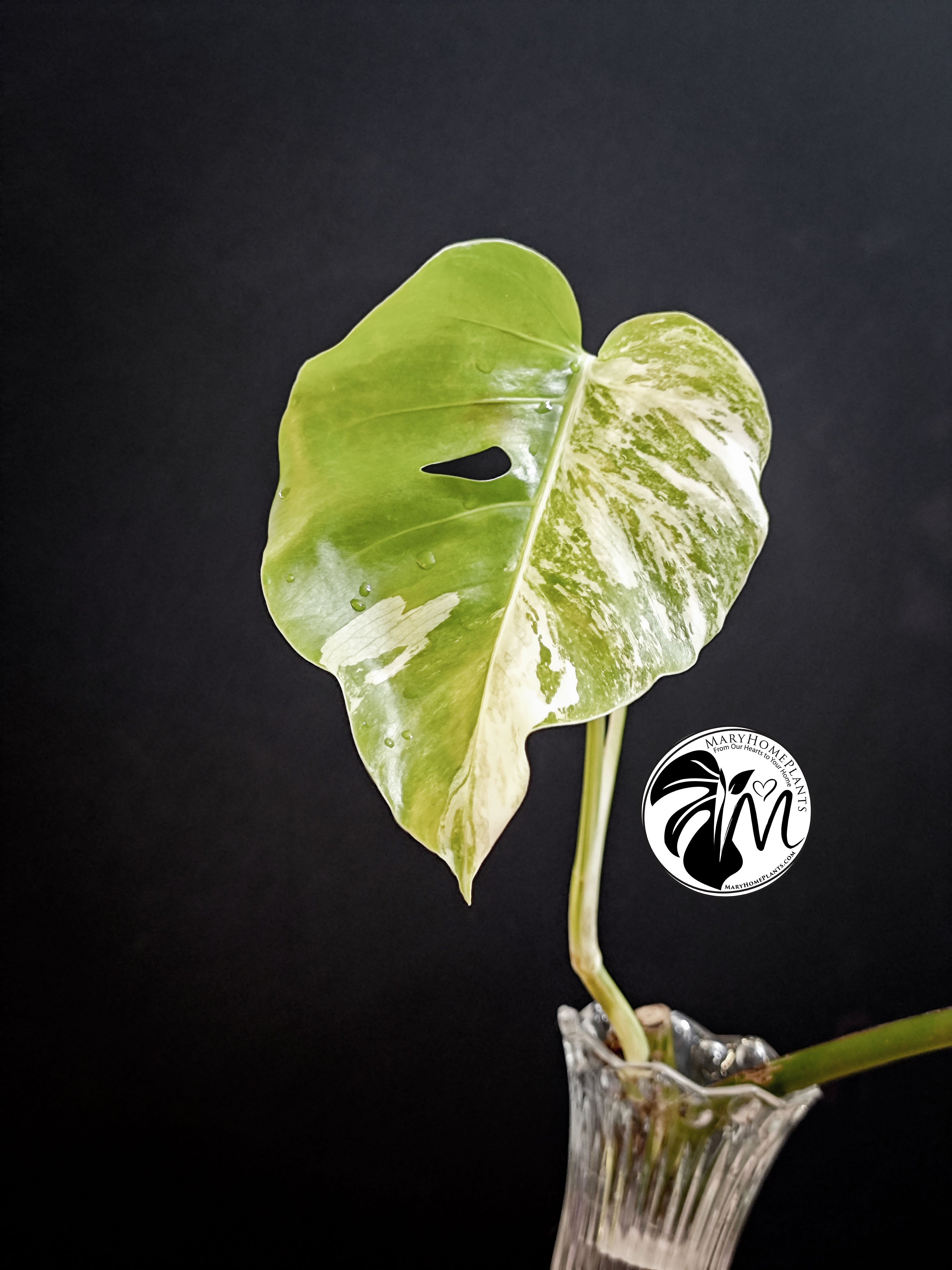 monstera variegated albo cheese (copy)