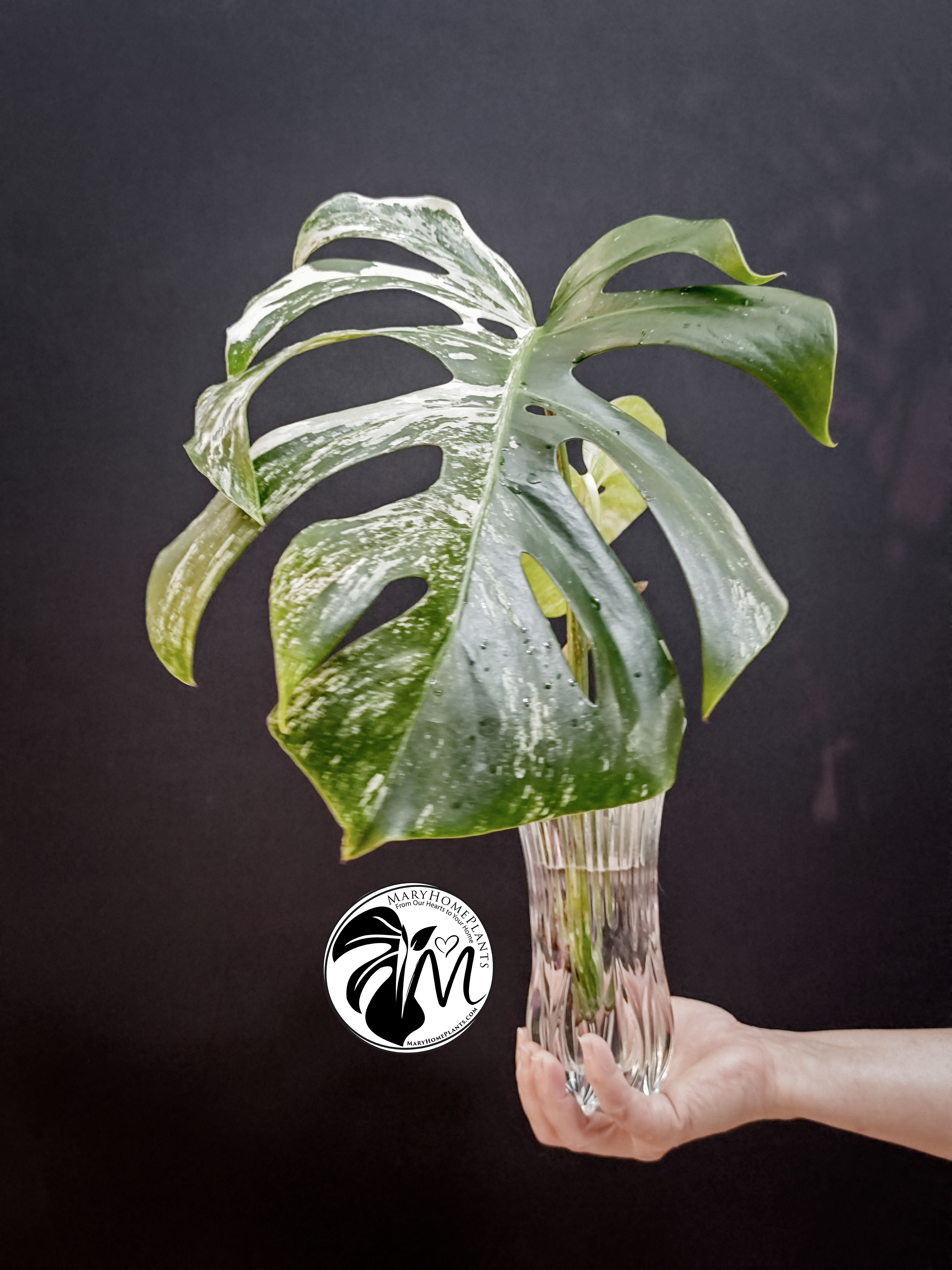 monstera variegated albo cheese (copy)