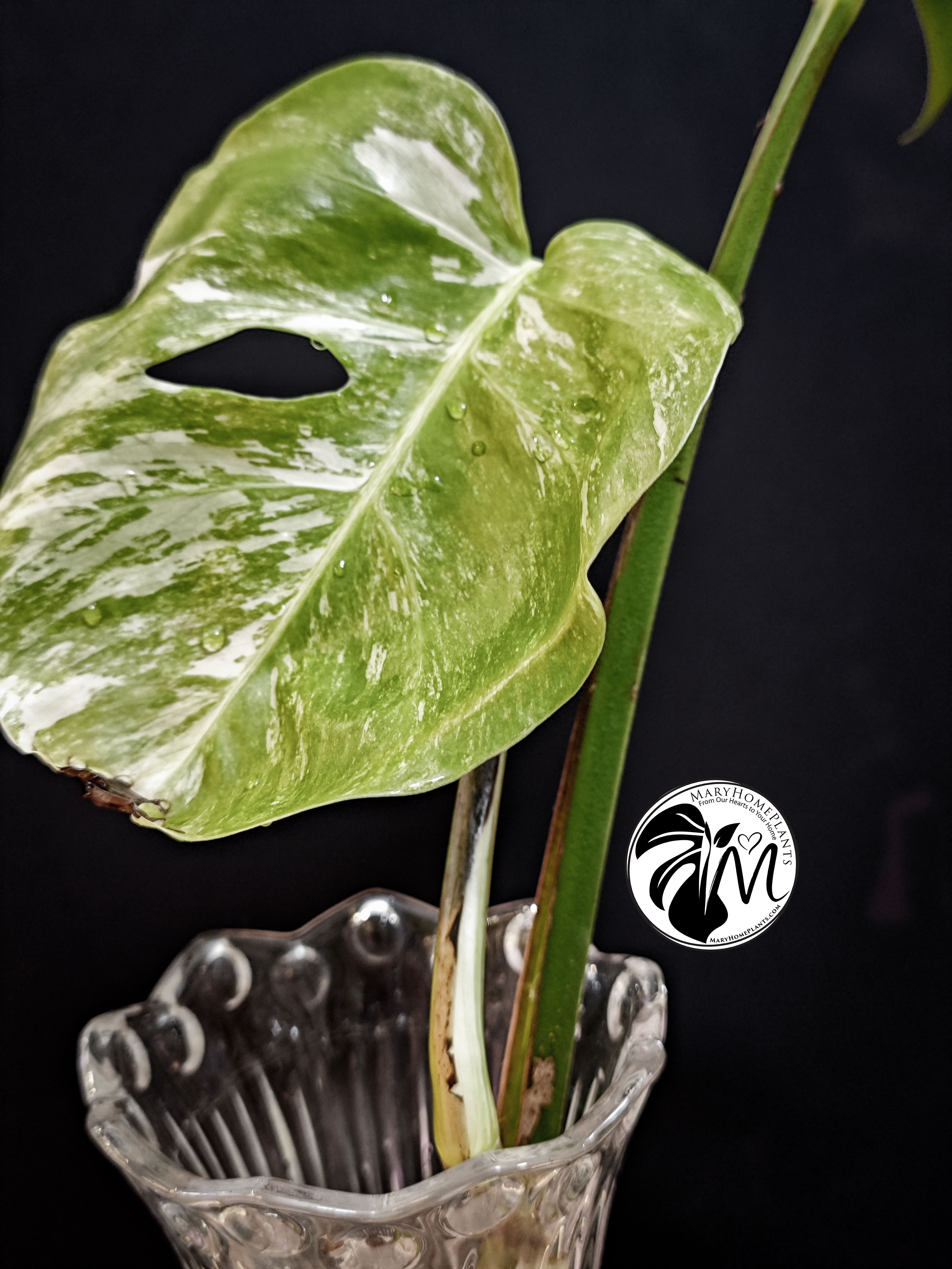 monstera variegated albo cheese (copy)