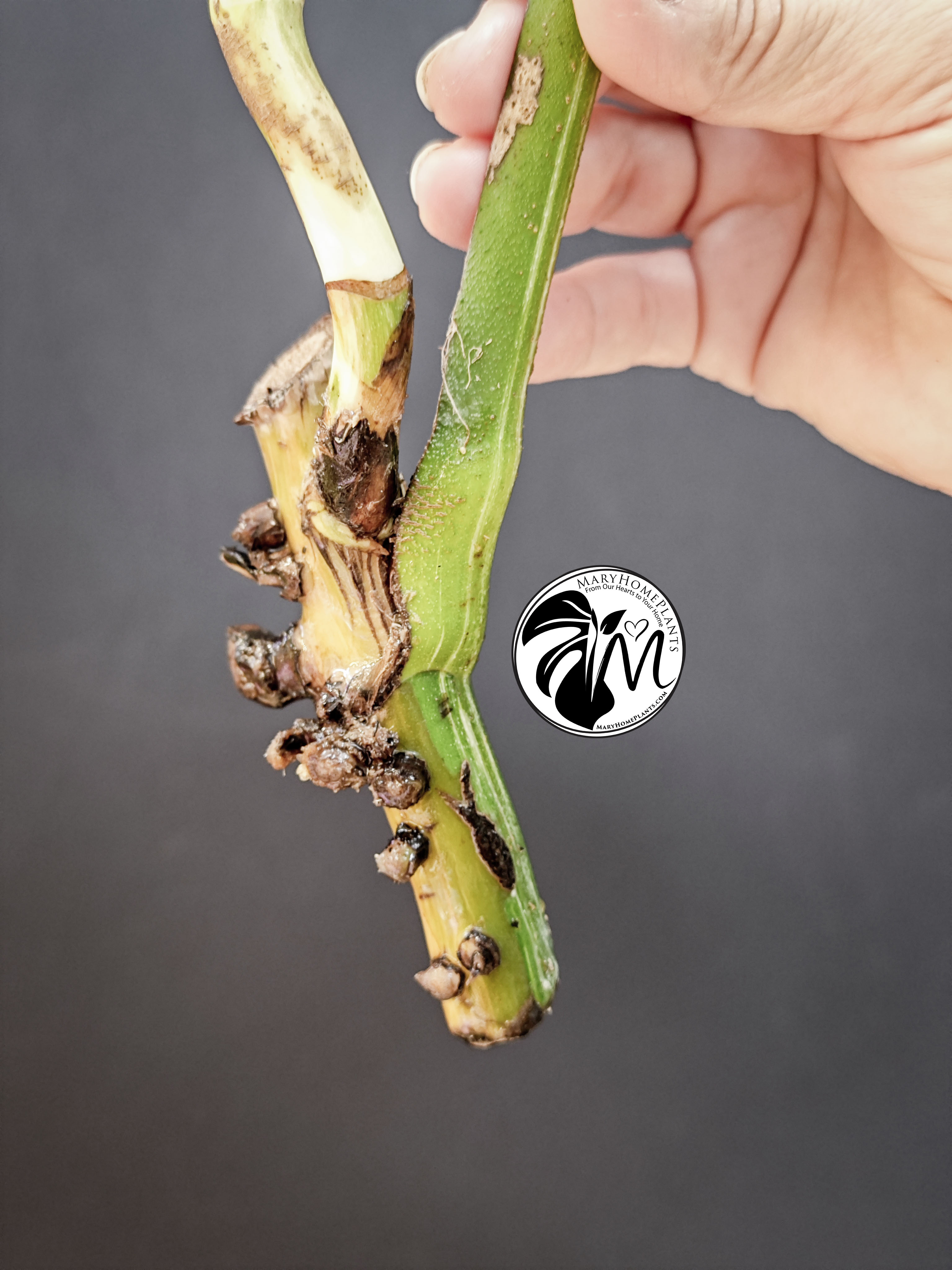 monstera variegated albo cheese (copy)