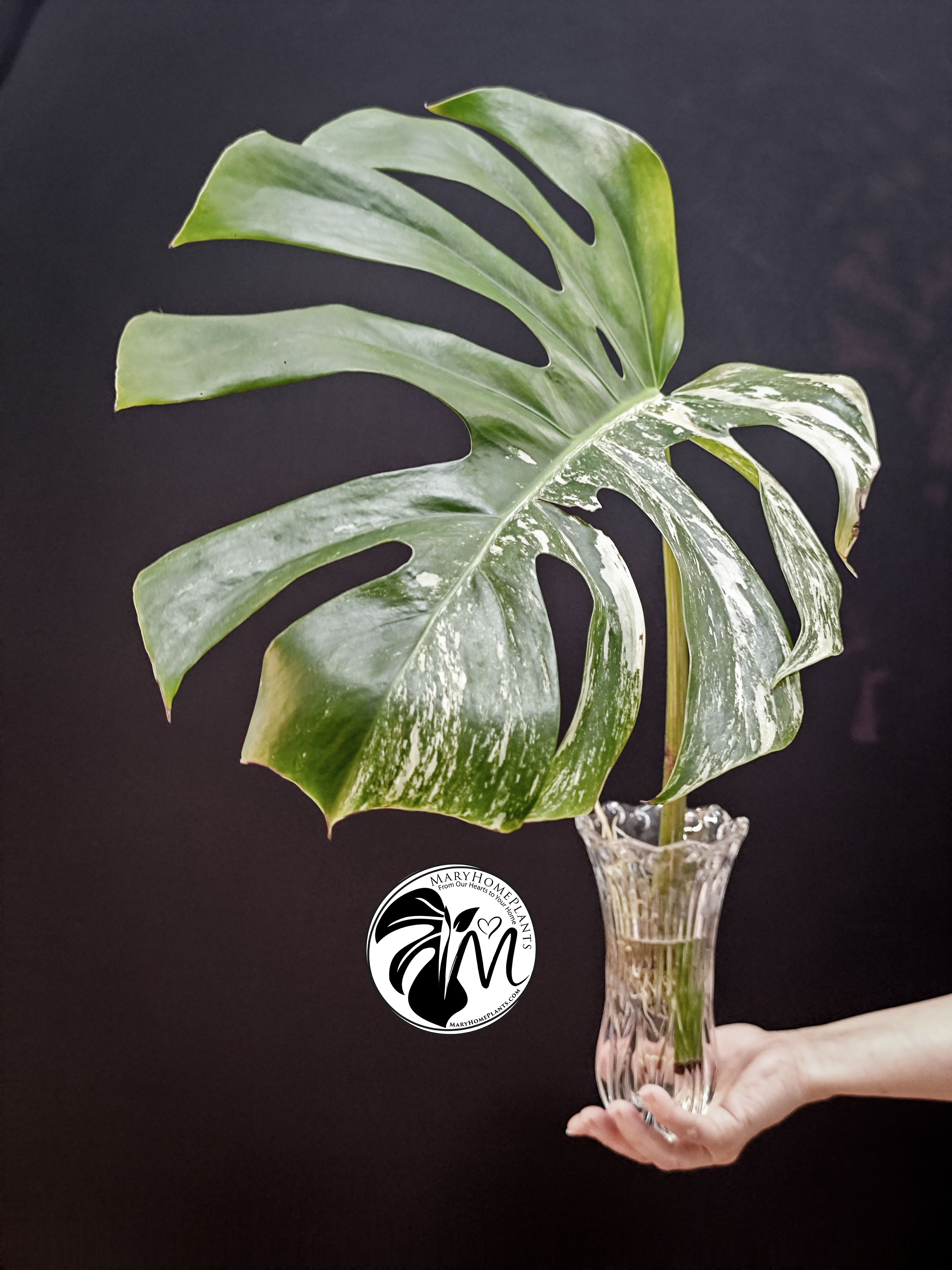 monstera variegated albo cheese (copy)