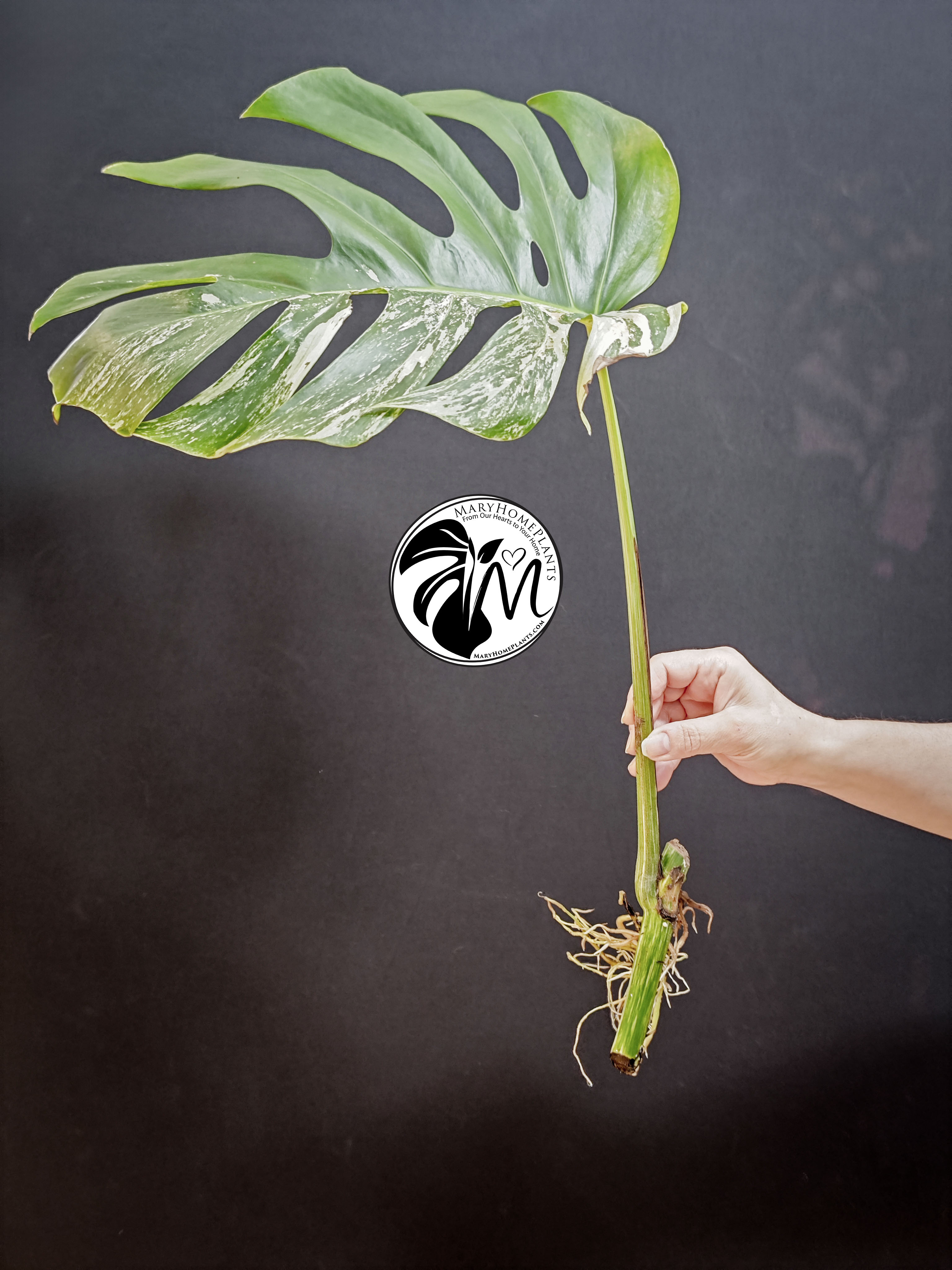 monstera variegated albo cheese (copy)