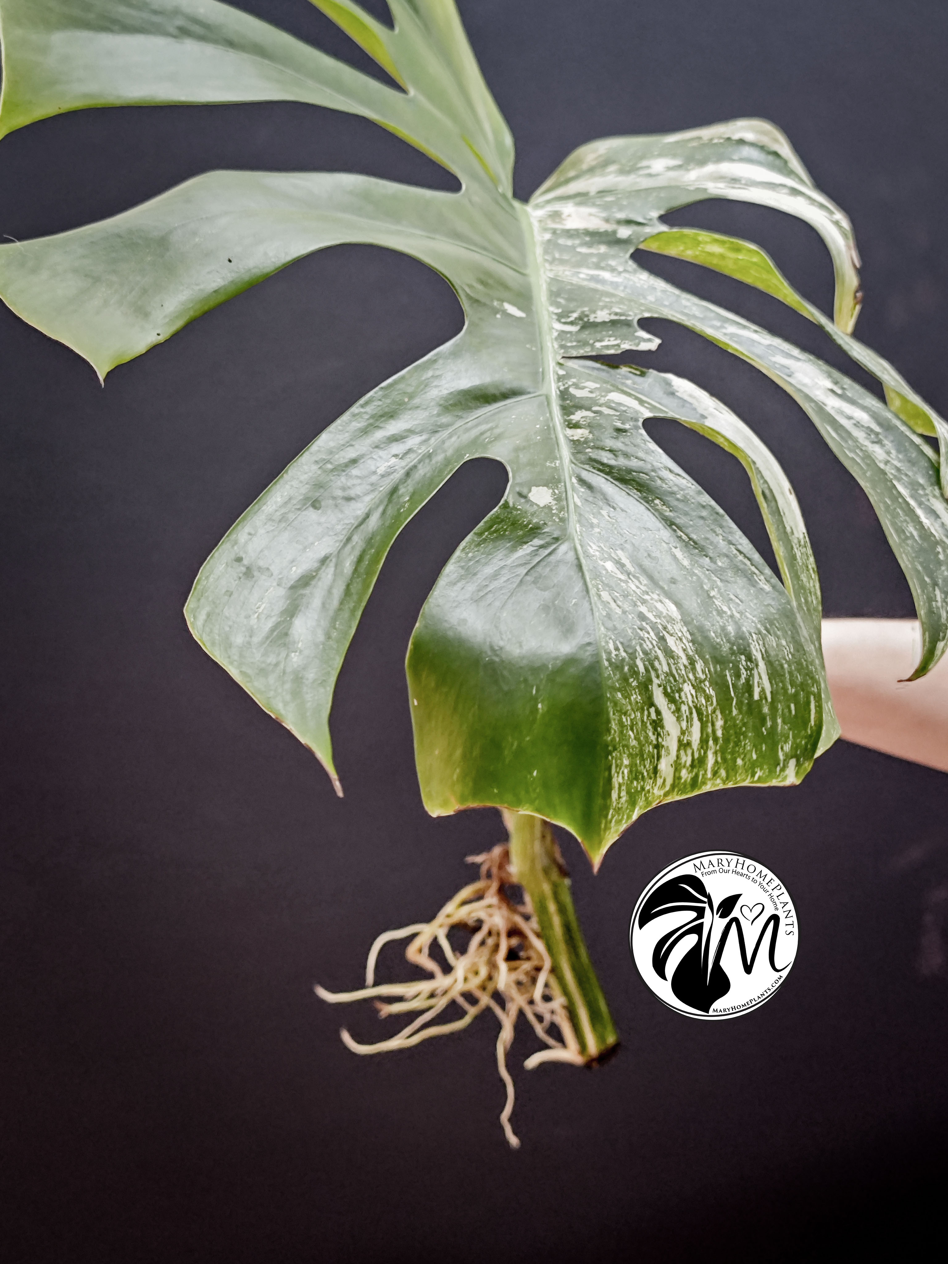 monstera variegated albo cheese (copy)