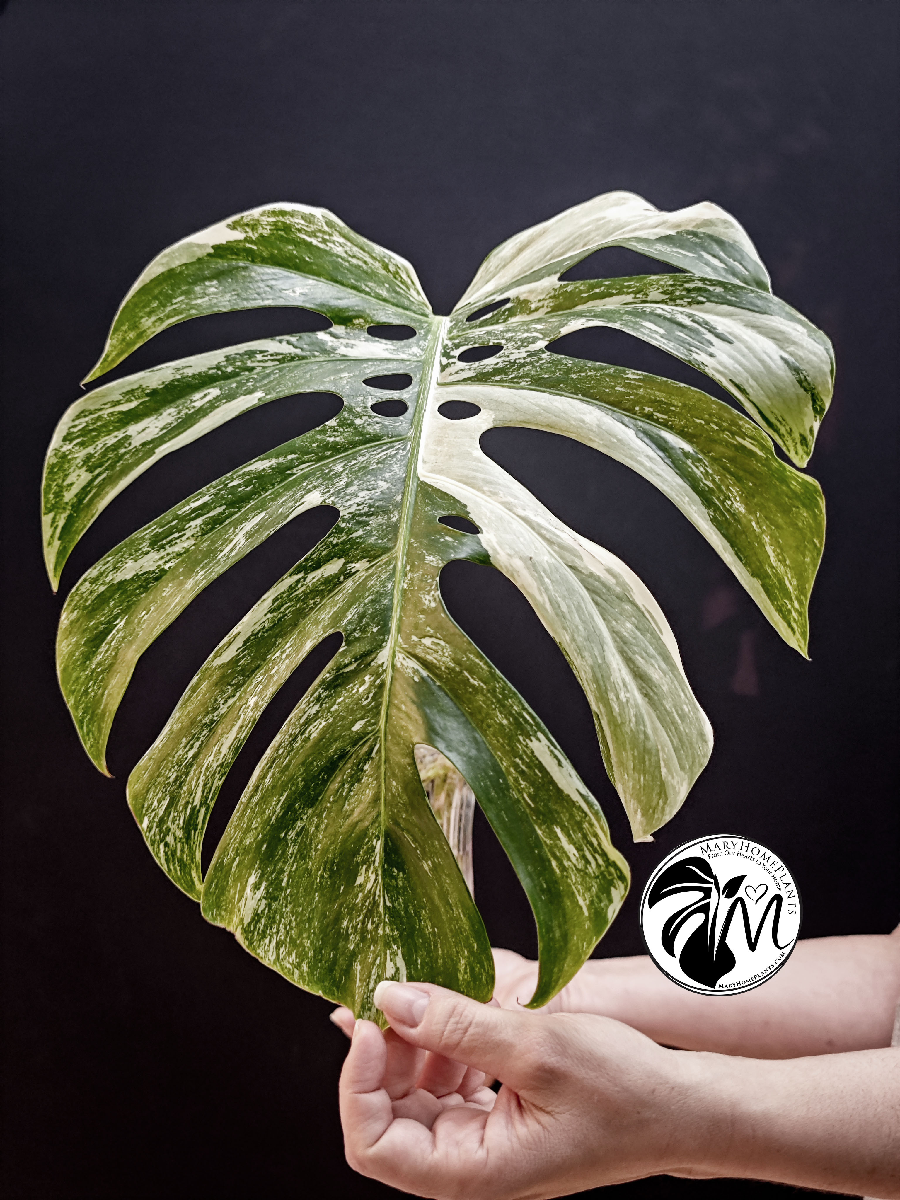 monstera variegated albo cheese (copy)