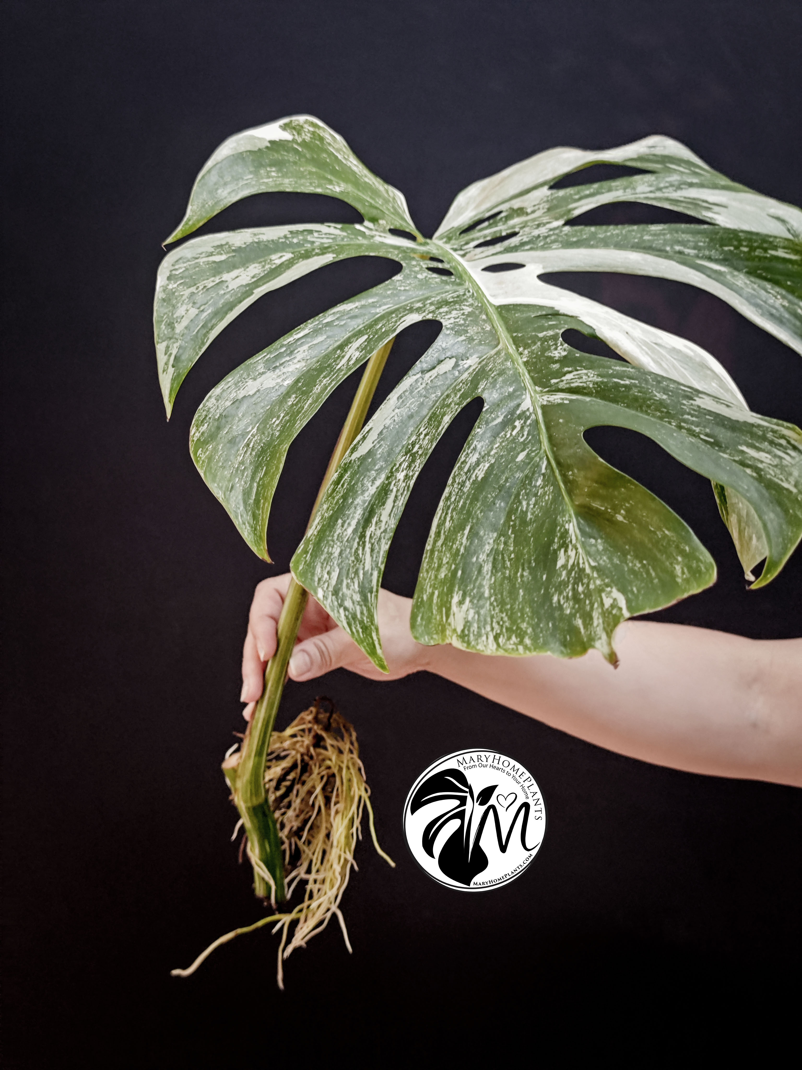 monstera variegated albo cheese (copy)