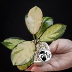 hoya australis lisa (copy)