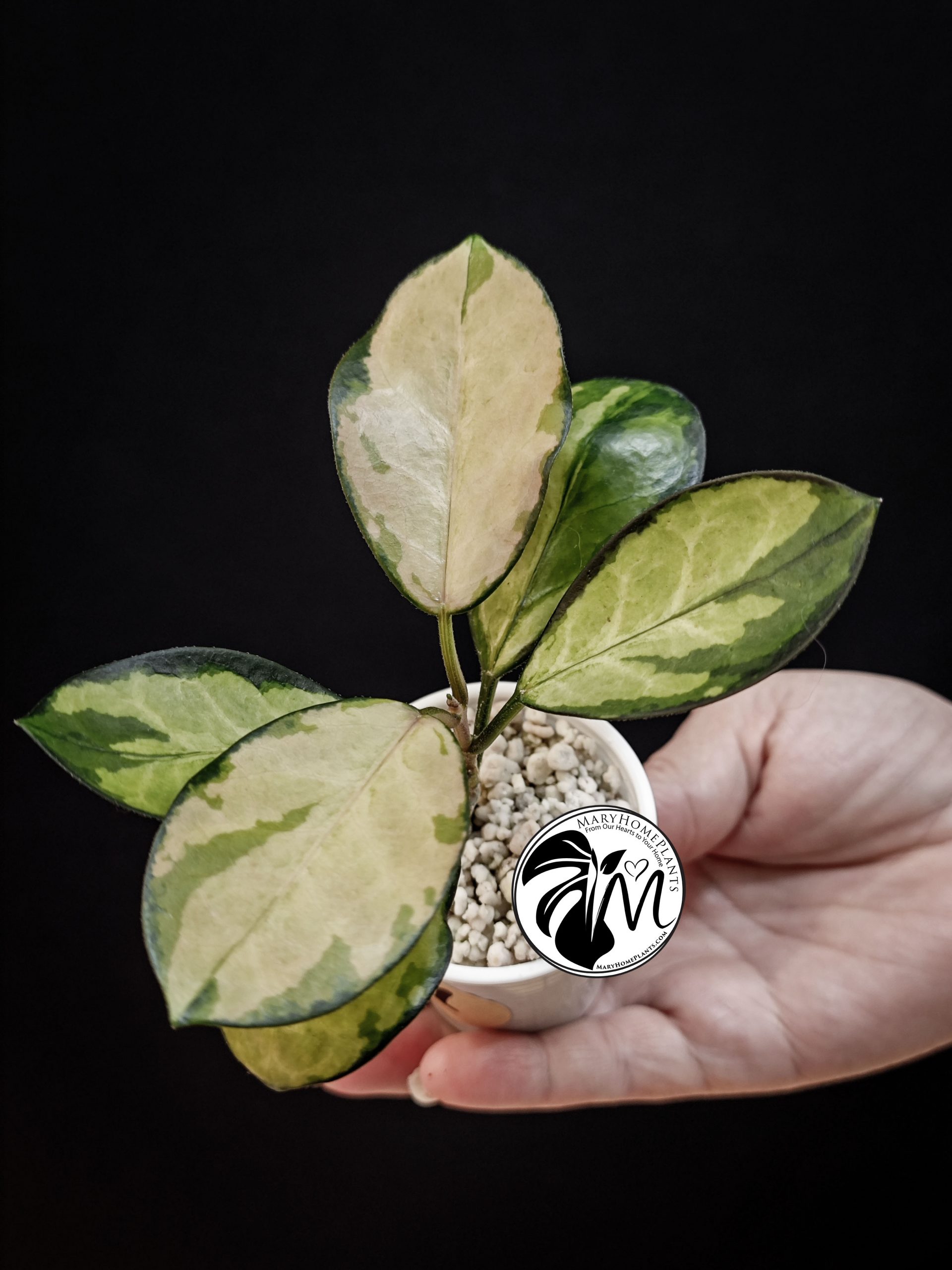 hoya australis lisa (copy)