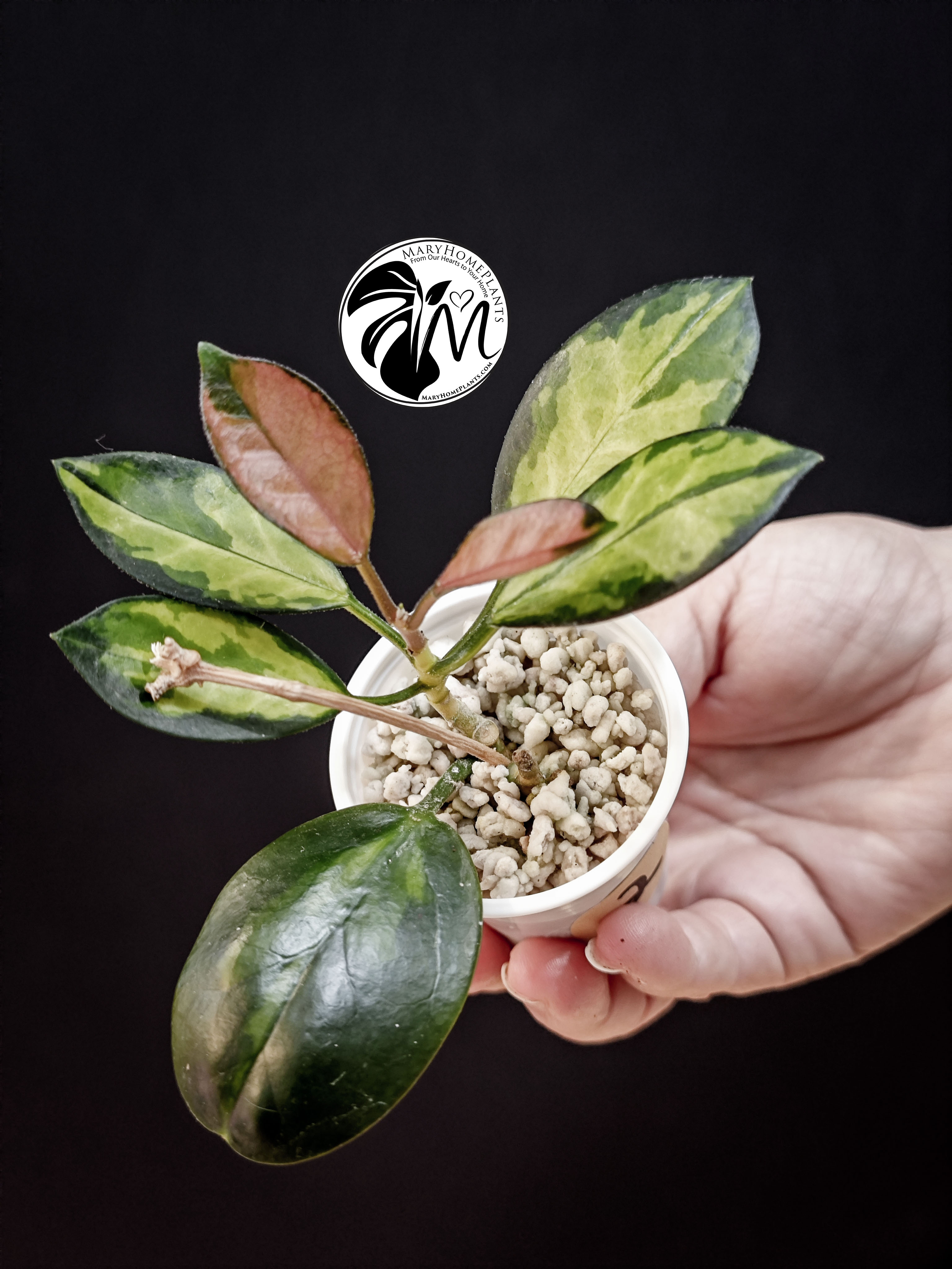 hoya australis lisa (copy)