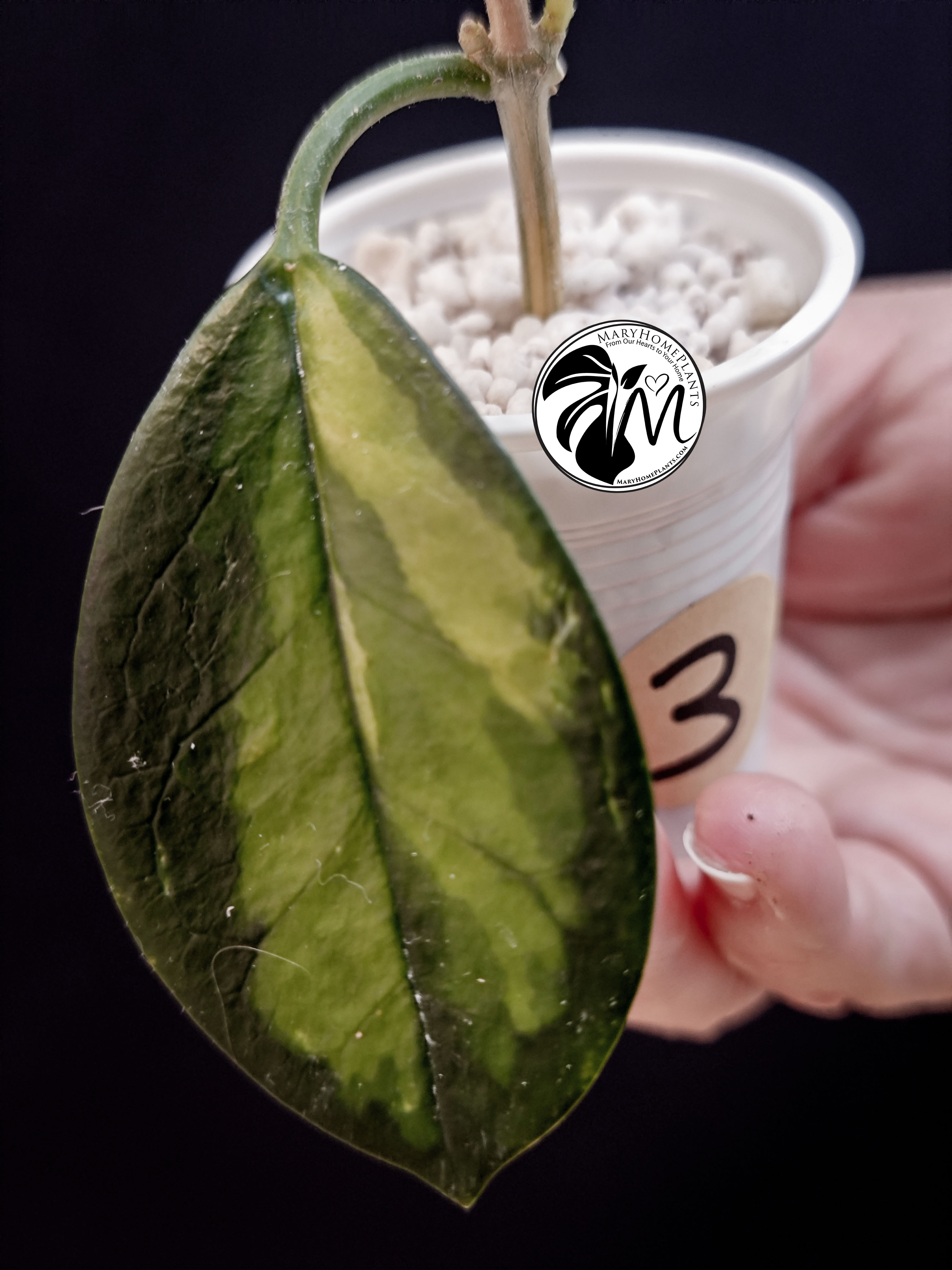 hoya australis lisa