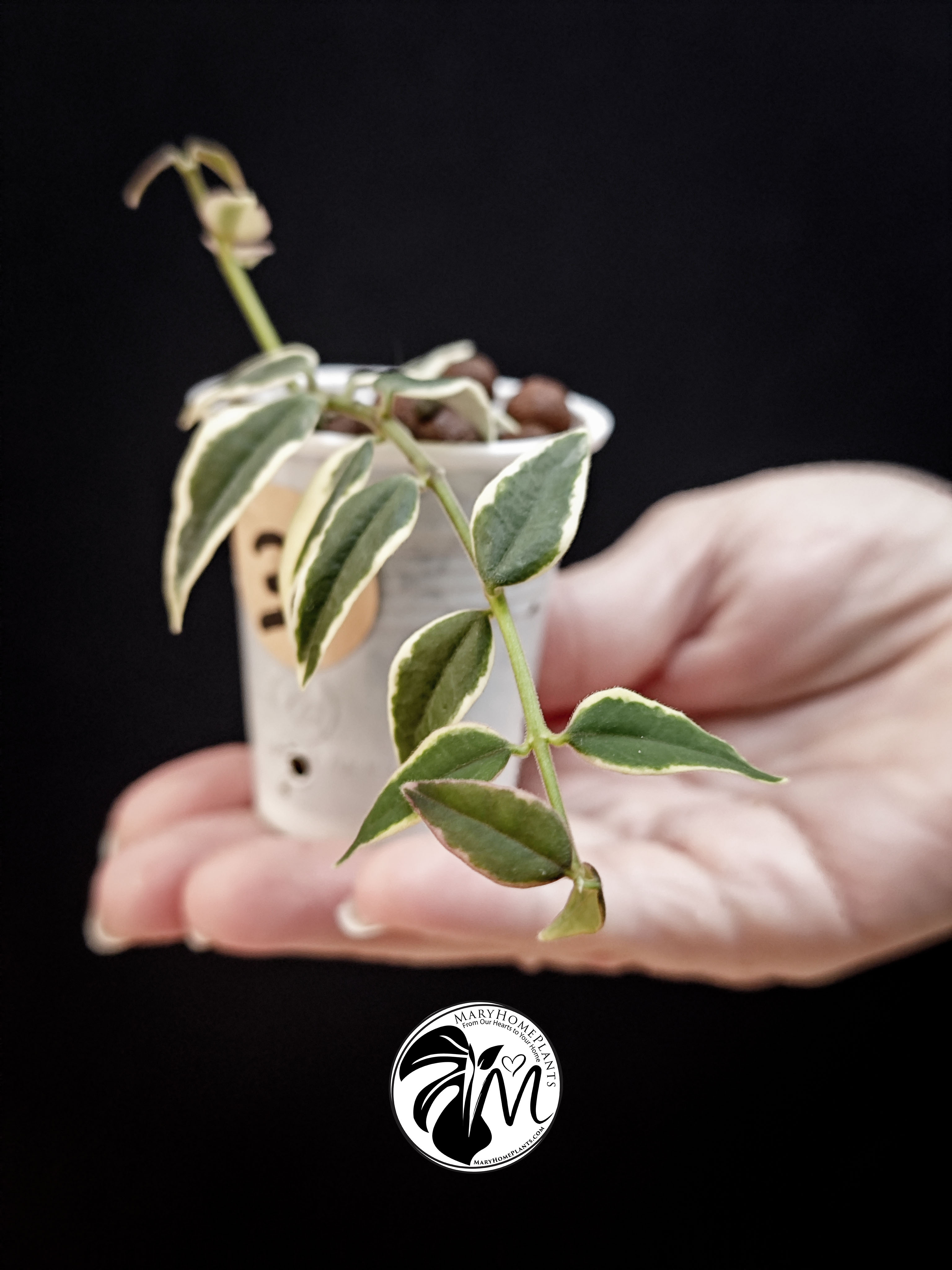 hoya lacunosa inner variegated (copy)