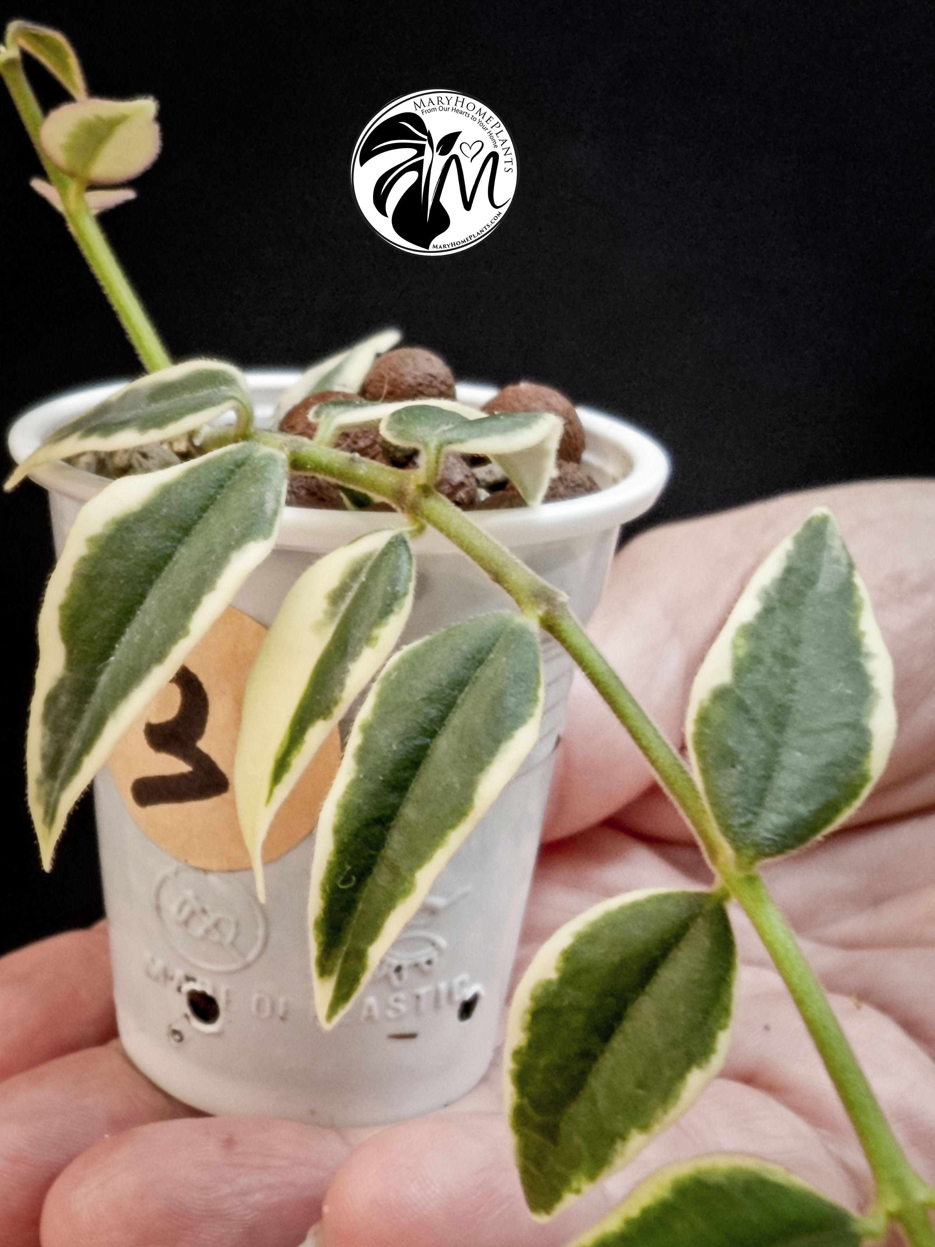 hoya lacunosa inner variegated (copy)